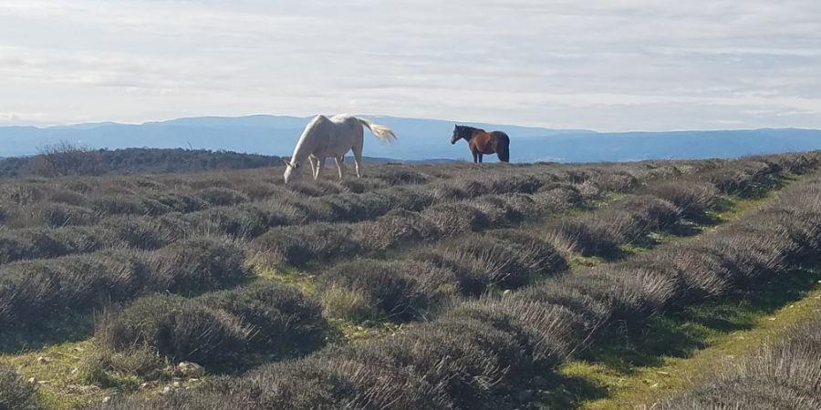 chevaux dans champ de lavande